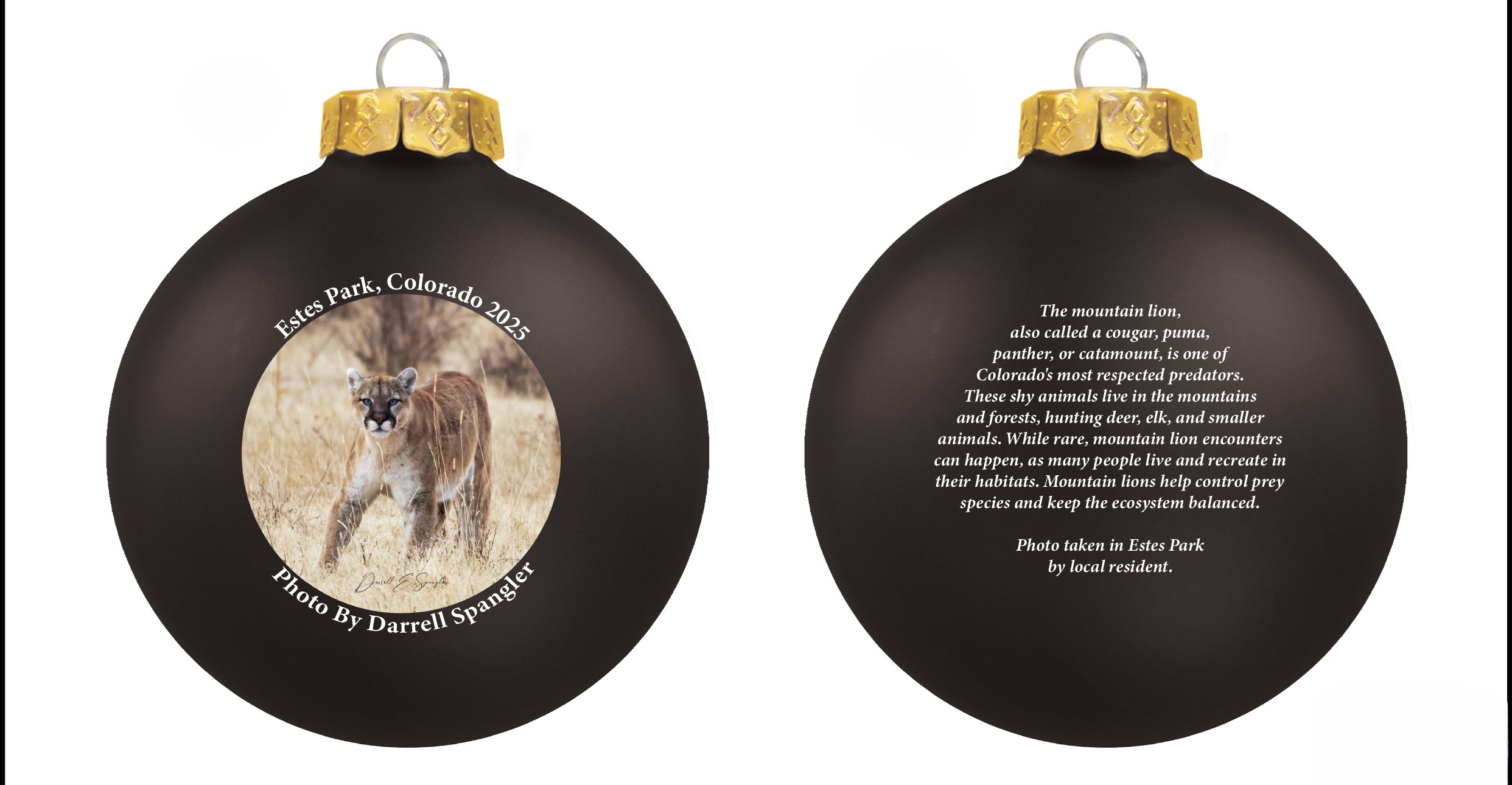 A black blub with a mountain lion on one side and text about the lion on the other side. This is the 2025 Helping Hands collectible ornament