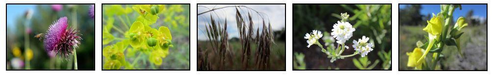 Noxious Weeds